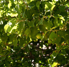 Prunus ursina