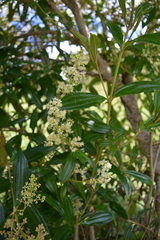 Miconia theizans