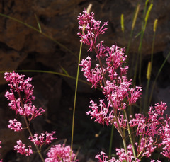 Centranthus longiflorus