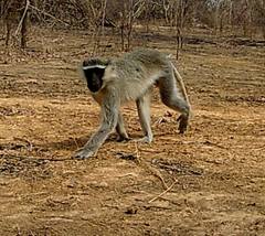 Chlorocebus tantalus