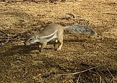 Euxerus erythropus