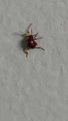 Gibbium aequinoctiale