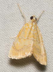 Glaphyria glaphyralis