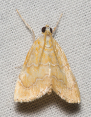 Glaphyria glaphyralis