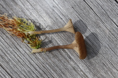 Arrhenia sphagnicola