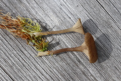 Arrhenia sphagnicola