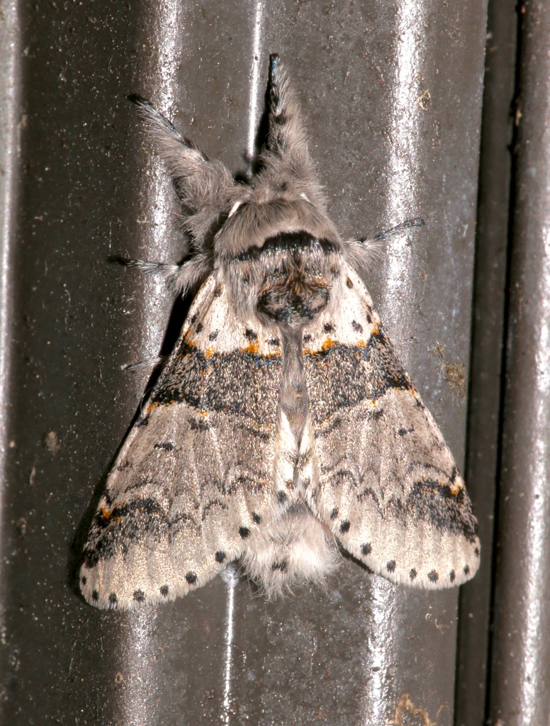 Western Furcula Moth