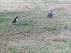 Buteo jamaicensis