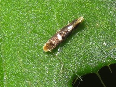 Bucculatrix cidarella