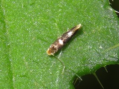 Bucculatrix cidarella