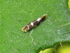 Bucculatrix cidarella