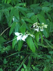 Bauhinia divaricata