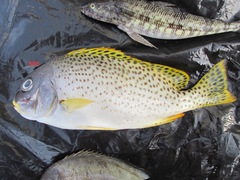 Plectorhinchus gaterinus