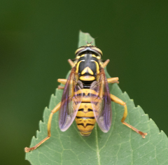 Spilomyia alcimus