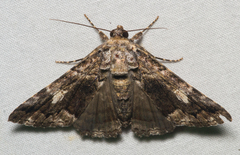 Metria amella