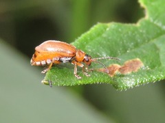Galerucella pusilla
