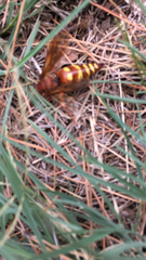 Sphecius