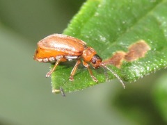 Galerucella pusilla