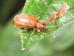 Galerucella pusilla