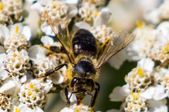 Apis mellifera