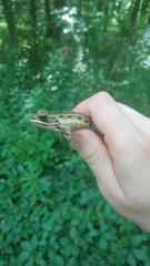 Lithobates kauffeldi