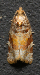 Argyrotaenia kimballi