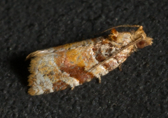 Argyrotaenia kimballi