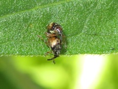 Nanophyes marmoratus