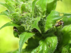 Nanophyes marmoratus