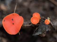 Sarcoscypha occidentalis