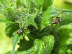 Nanophyes marmoratus