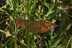 Rhodostrophia calabra