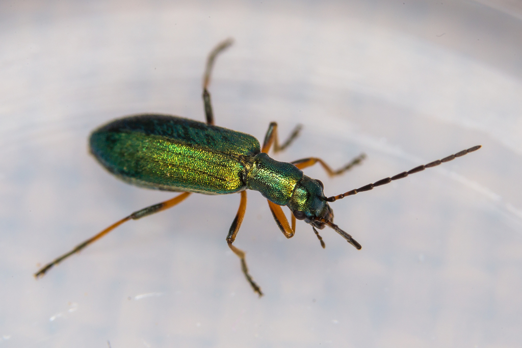 Chrysanthia geniculata, photo 1 of 10