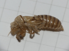 Cicadatra atra