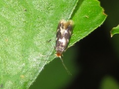 Bucculatrix cidarella