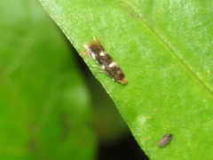 Bucculatrix cidarella