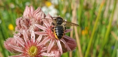 Megachile centuncularis