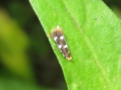 Bucculatrix cidarella