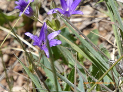 Brodiaea terrestris kernensis