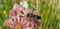 Megachile centuncularis