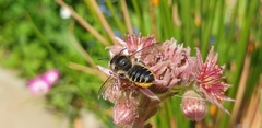 Megachile centuncularis