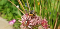 Megachile centuncularis