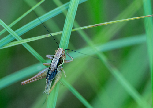 Roesel's Bush-cricket photo 5