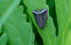 Capis curvata