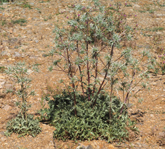 Eryngium billardieri