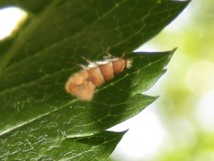 Phyllonorycter froelichiella