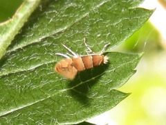 Phyllonorycter froelichiella