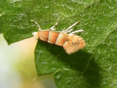 Phyllonorycter froelichiella