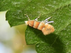 Phyllonorycter froelichiella
