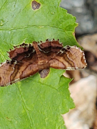 Scallop Moth photo 2